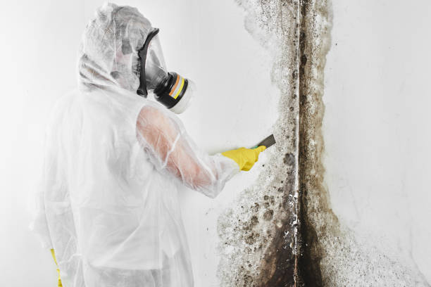Best Toxic Mold Removal  in Lasalle, IL